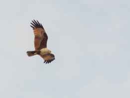 photography of white and brown bird flying
